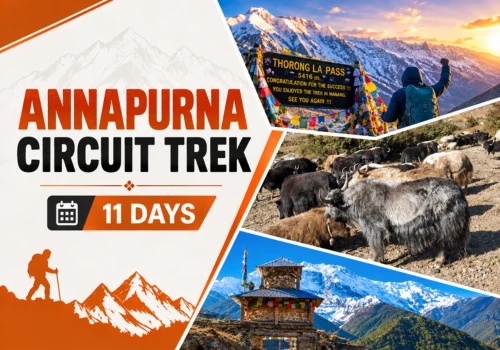 Annapurna Circuit Trek Manang Yaks Thorong La Pass